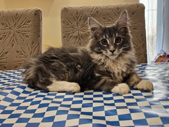 Maine Coon - 3