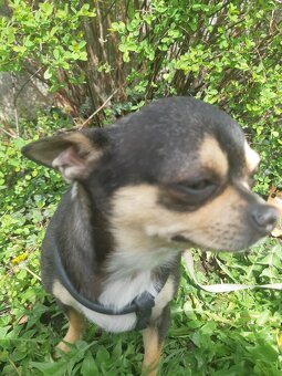 CHIHUAHUA HUNDIN - 3