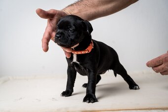 Staffordshire Bullterrier welpen zu kaufen - 3