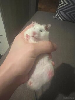 Hamster - 3