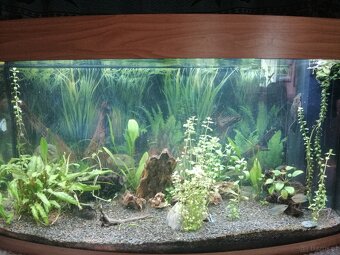 Aquarium - 3