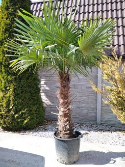 Winterharten palmen Trachycarpus Fortunei - 3