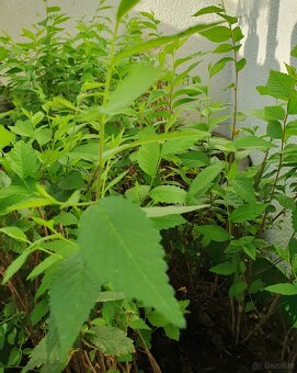 Ulmus pumila ‘Celer’ - 3