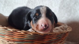 Appenzeller Sennenhund - Welpen mit Stammbaum - 3
