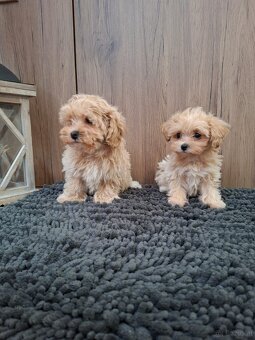 Maltipoo mini - 3