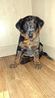 Beauceron mit Stammbaum - 3