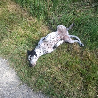 Dalmatiner schweren Herzens abzugeben - 3