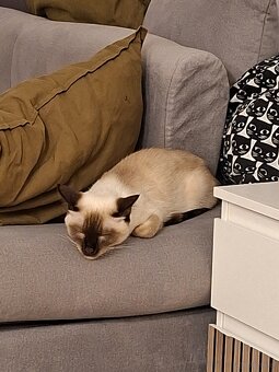 1,5 jährige Siamkatze - 3