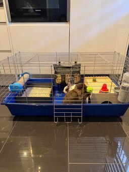 Zwergkaninchen mit Käfig inklusive ganzes Zubehör - 3