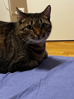 2 Hauskatzen suchen ein liebevolles Zuhause - 3