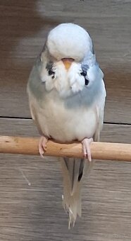 Schau wellensittiche - 3