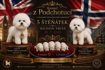 Bichon frise with pedigree - 3