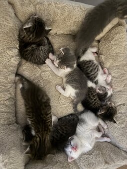 Kitten zu Vergeben - 3