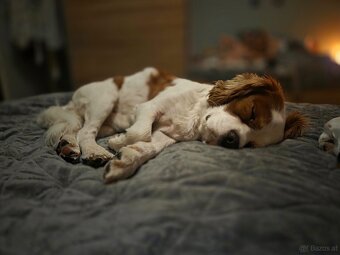 Charlie sucht seinen Herzensplatz 🐶🤍 - 3