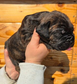 Cane corso mit Stammbaum - 3