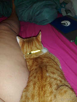kater sucht dringend ein neues zuhause - 3