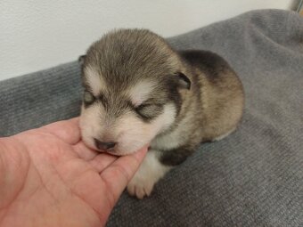 Alaskan Malamute – Welpen mit FCI-Papiere - 3