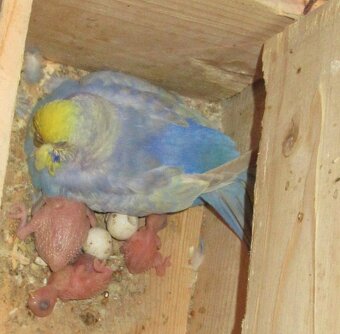 Handzahme Rainbow Wellis Zuchtpaar - 3