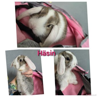 Mini Lop Kaninchen - 3