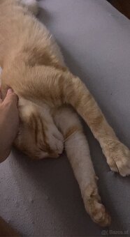 Verschmuster Kater abzugeben - 3