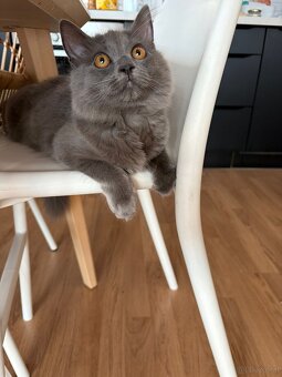 Wunderschönes BLH-Kitten Luna sucht ein Zuhause - 3
