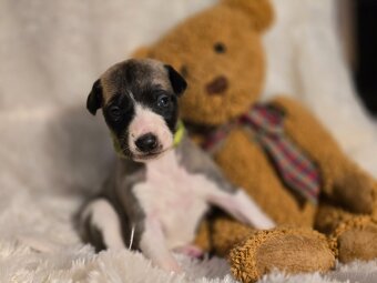 Whippet Welpen mit Papieren - 3