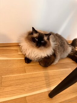 Ragdoll Kater Harley - 3