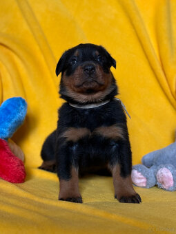 Beauceron-Welpen - 3