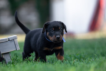 Beauceron-Welpen - 3