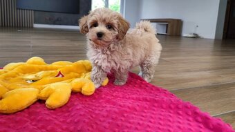 Maltipoo - 3