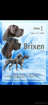 Deutsche dogge blau - 3