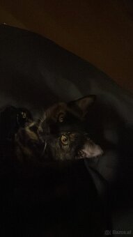 Siam Katze & Schildpatt Katze Geschwister - 3