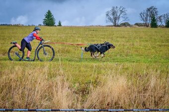 Zuverlässige Zuchtstätte für Beauceron-Hunde - 3