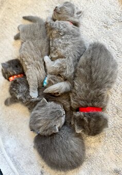 BKH Kitten - 3