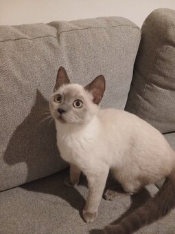 BKH Kater - 3