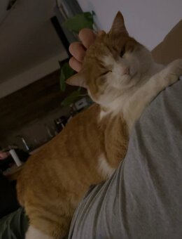 Kater sucht neues Zuhause - 3