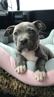 American Pit-Terrier-Welpen - 3