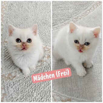BKH Katze (Kitten) (Champion Titel) - 3