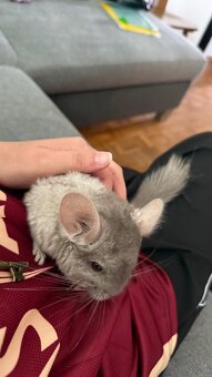 Chinchilla Mädels - 3