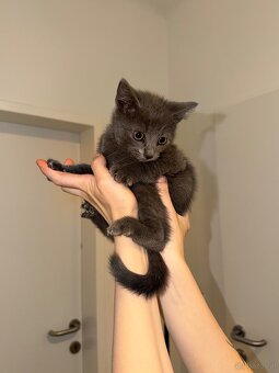 Babykatzen - 3