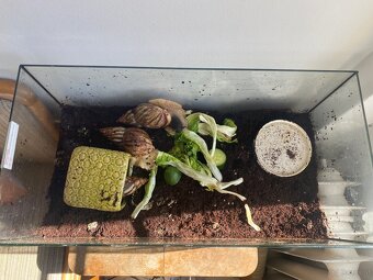 3 große Achatschnecken inkl. Terrarium abzugeben - 3