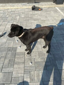 hmong bobtail dog - 3