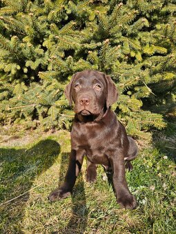 Labrador Welpen mit Stammbaum - 3