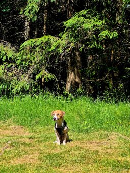 Jack Russell - 3