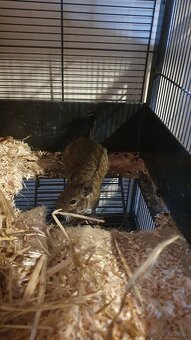 Degus 9 Monate alt mit Käfig und Zubehör - 3