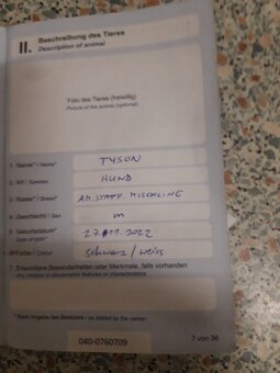 Tyson sucht ein schönes Zuhause - 3