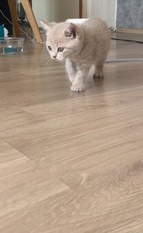 Bkh kitten - 3