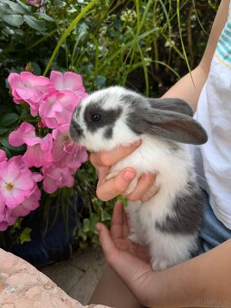 Baby-Hasen zu verschenken - 3