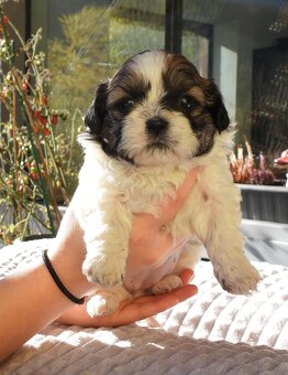 Süße Shih Tzu Welpen - 3