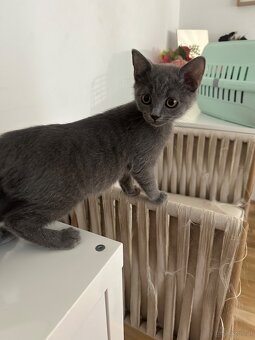 Babykatze halb britisch kurzhaar - 3